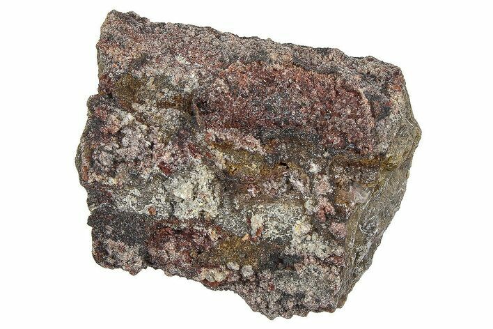 Devonian Petrified Wood (Callixylon) Section - Oldest True Wood #363289
